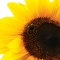 I love Sunflowers