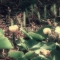 Lily Pond