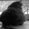 Cloie