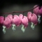 Bleeding Hearts