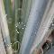 Yucca Leaf