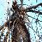 Broken Tree