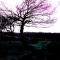 The Downs Haze