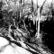 The Downs Negative