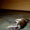 Mouse Massacre