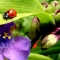 LadyBird