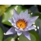 Thai Lily Pad