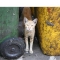 Thai Cat