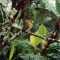 Costa Rica Native