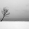 tree BW