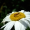 bug on a daisy
