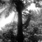 Oh Tree