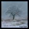 water color apple tree