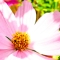 flower 1