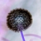 Dandelion art
