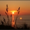 Sunset through the grass