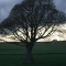 The Perfect Tree