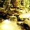 Rainforest