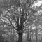 Mourning tree