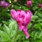 Beautiful little flower