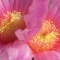 Closeup Cactus Flowers
