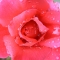 My Mr. Lincoln Rose