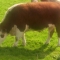 Hereford