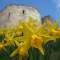 Springtime York