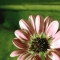 Pink Flower