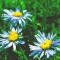 Blue Flowers