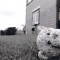 lost teddy