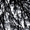 Abstract Canopy
