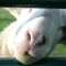 A nice shot of a sheep