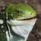 fiona my banded fiji iguana