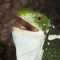 fiona my banded fiji iguana1