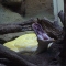 Snake Yawn