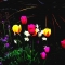 Magical night