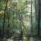 Spring Morning