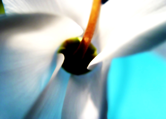 Cyclamen Star - 