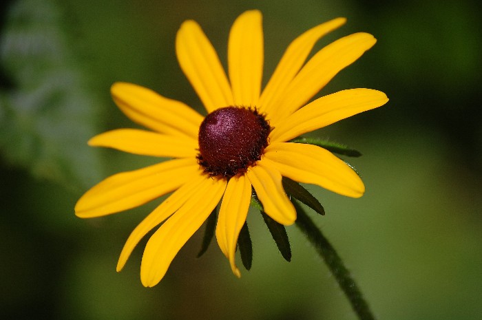 Black-eyed Susan - 
