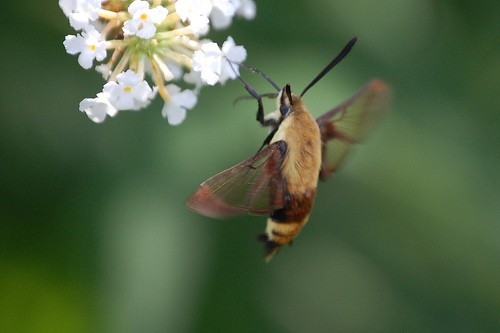 Hummingbird Moth - 