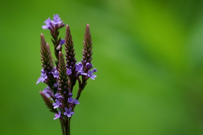 Blue Flower - 
