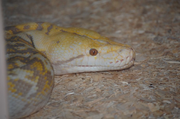 Slither - 