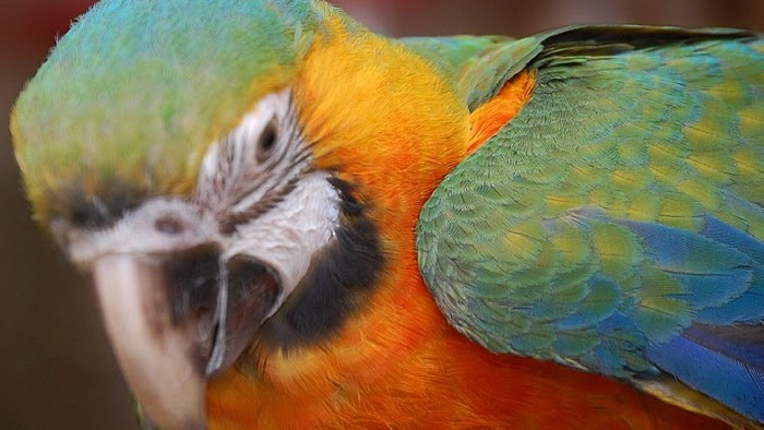 Parrot - 