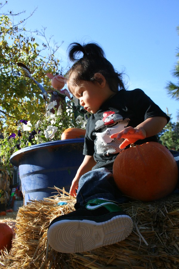 Pumpkin - 