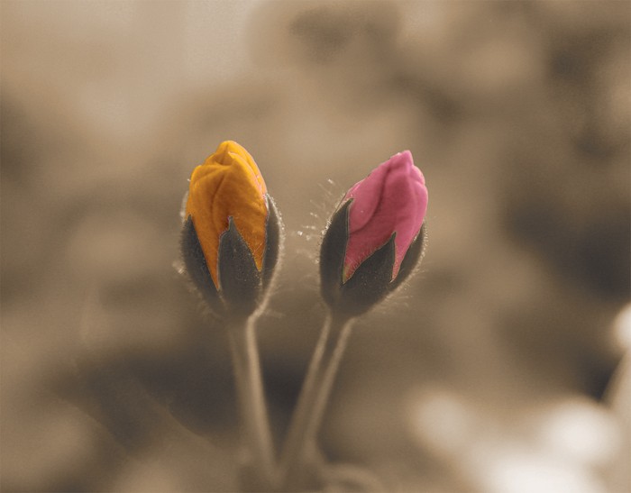 2 Buds - 