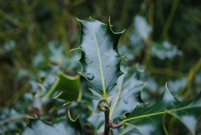 Green Thorn Leaf - 