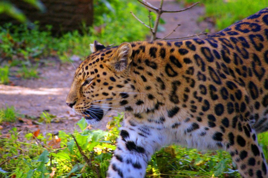 Leopard - 