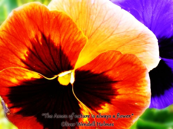 Flower - 