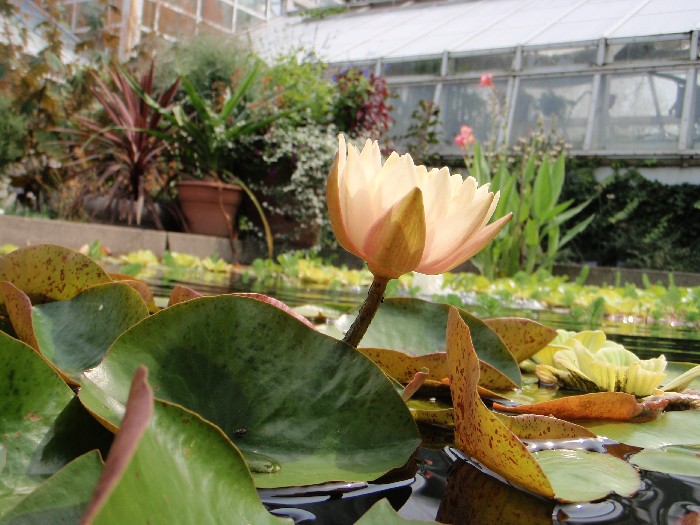 Flower - 
